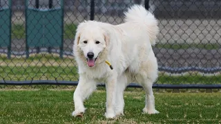 11 FACTS YOU NEED TO KNOW BEFORE BUYING A GREAT PYRENEES