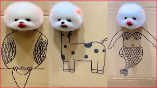 Tik Tok Chó Phốc Sóc Mini 😍 Funny and Cute Pomeranian #69
