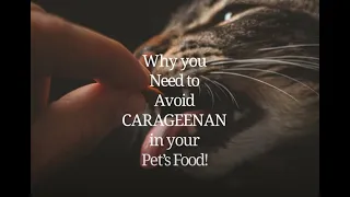 WHY YOU NEED TO AVOID CARRAGEENAN IN YOUR PET’S FOOD!!