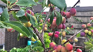 PART 1 - GROWING PLUM TREES IN CONTAINER #fruit #garden #shorts