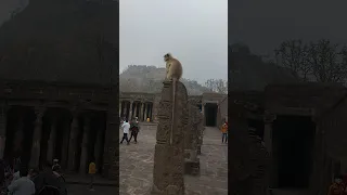 funny monkey