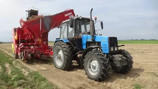 Трактор МТЗ 1221.2 c Grimme SE 260 копает картофель в СПК "Гигант"