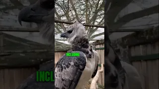 The Harpy Eagle: The King of the Skies #shorts