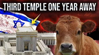 The Red Heifers SECRETLY Arrived in Israel to Prepare the Third Temple!