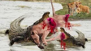 Brutal Moments Animals Hunting, Extreme fights Lion vs Crocodile near the river, Wild Animals Attack