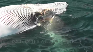 Great White Shark Eats Dead Whale