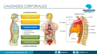 CAVIDADES CORPORALES || Resúmenes de Anatomía y Fisiología