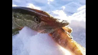 ДАЙ ПОПРОБОВАТЬ! Щука на жерлицы, окунь и плотва на безмотылку. Зимняя рыбалка 2019