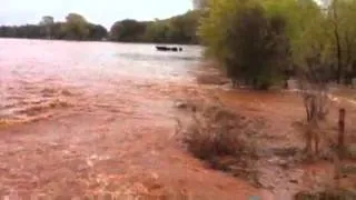 Raw Video: Floods Trap Herd Of Cattle