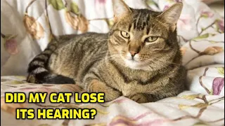 Is My Cat Losing Its Hearing?