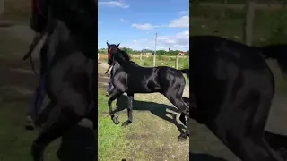 Кабардинский жеребец🐎Буян 4года (О.БАРОН)       ма ща Аллах табаракаЛлах