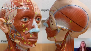 Muscles of the Face