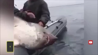 Рыбаки избили пойманную акулу палкой ради удачного селфи - Shark beaten with a stick