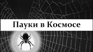 Что делают пауки в космосе на МКС? Конечно плетут паутину! Но какую?