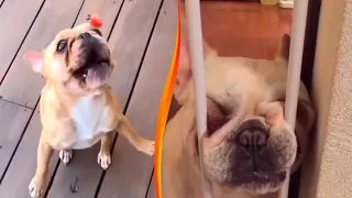 FUNNY French bulldog #13. TRY NOT TO LAUGH