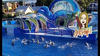 Full Blue Horizons Dolphin show at SeaWorld San Diego!