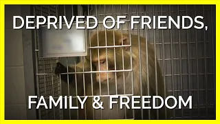 Monkeys Imprisoned at UW Are Deprived of Friends, Family, and Freedom