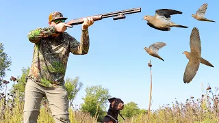 Hunting Doves In MY SUNFLOWER FIELD! (Limited Out)