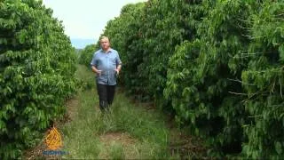 Brazilian dry spell could hike coffee prices