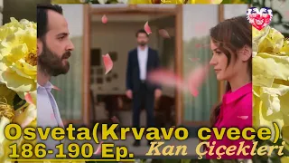 Kan Çiçekleri Episode 186-190 content with translation (Season 2)