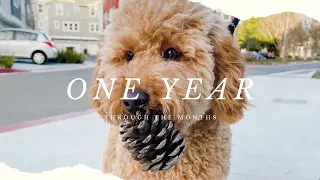 One year with our mini goldendoodle // Through the Months // f1b mini goldendoodle