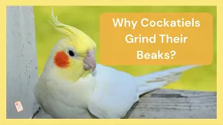 Why Cockatiels Grind Their Beaks? 🐦