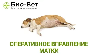 Оперативное вправление матки. Ветеринарная клиника Био-Вет.