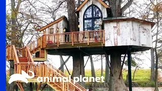 Would You Stay In This Luxurious Treetop Bed & Breakfast? | Treehouse Masters