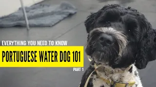 Everything You Need to Know About Portuguese Water Dogs (Part 1)