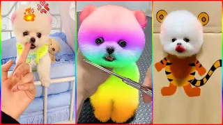 Tik Tok Chó Phốc Sóc Mini 😍 Funny and Cute Pomeranian #330