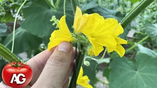 HOW TO GET RID OF MALE FLOWERS ON CUCUMBERS! AND GET BIG HARVEST