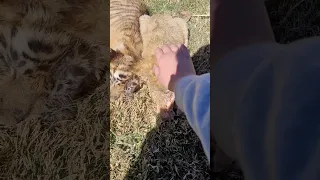 Petting baby tigers and lions