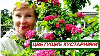 Топ-5 красиво-цветущих кустарников в моем саду