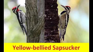 Learn about the Yellow-bellied Sapsucker