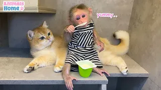 BiBi teach Ody cat to eat yogurt