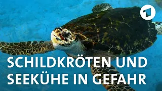 Tiere in Gefahr: Schildkröten und Seekühe an Brasiliens Küste bedroht | Weltspiegel Reportage