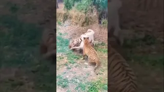 Final Fight of the tigher  Video।14 Incredible Tiger Battles Caught On #viral #shorts