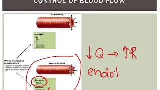 Control of Blood Flow Short term and Long term