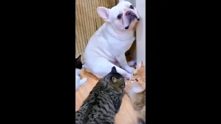 FUNNY CATS vs DOGS 😂🐱🐶 Best Friends or Enemies- New Funniest Animals Videos 2023 😂_2 cartoons