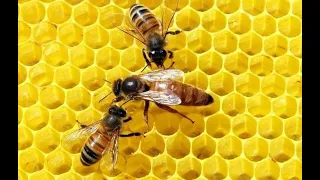 пчёлы на борщевике