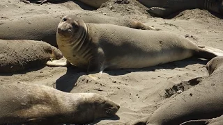 Elephant Seals - California Coast