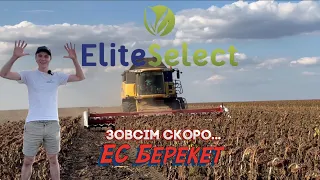 Насіння Соняшнику під Clearfield ЕС Берекет Зовсім Скоро....