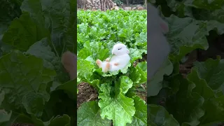 The little rabbit fell asleep while eating vegetables🥬🥬