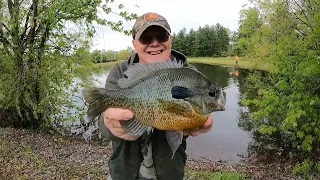 BLUEGILL CAMP 2023  Slabs Galore!! Trophy Hybrids!