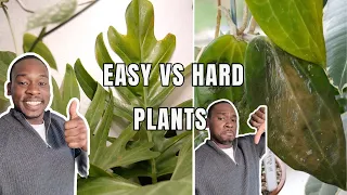 Top 5 Low-Maintenance Plants vs Top 5 High-Maintenance Plants