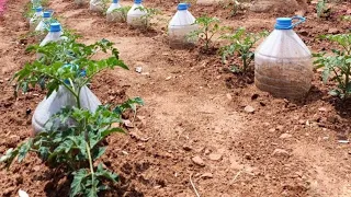 how to make drip watering system from a bottle // growing Tomatoes