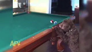 Dog Steals Billiard Ball