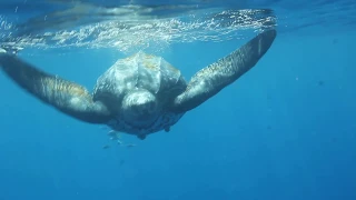 Worlds Largest Turtle! - LEATHERBACK SEA TURTLE - Great Barrier Reef Australia