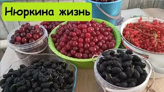 Простая жизнь на юге // Погреб и первые заготовки