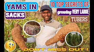 Yam in Sacks: My 10 TOP SECRETS for growing GIGANTIC tubers in SACKS💪(Tips that NEVER fail ✍😇)